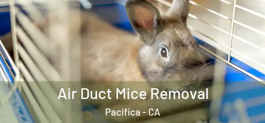 Air Duct Mice Removal Pacifica - CA
